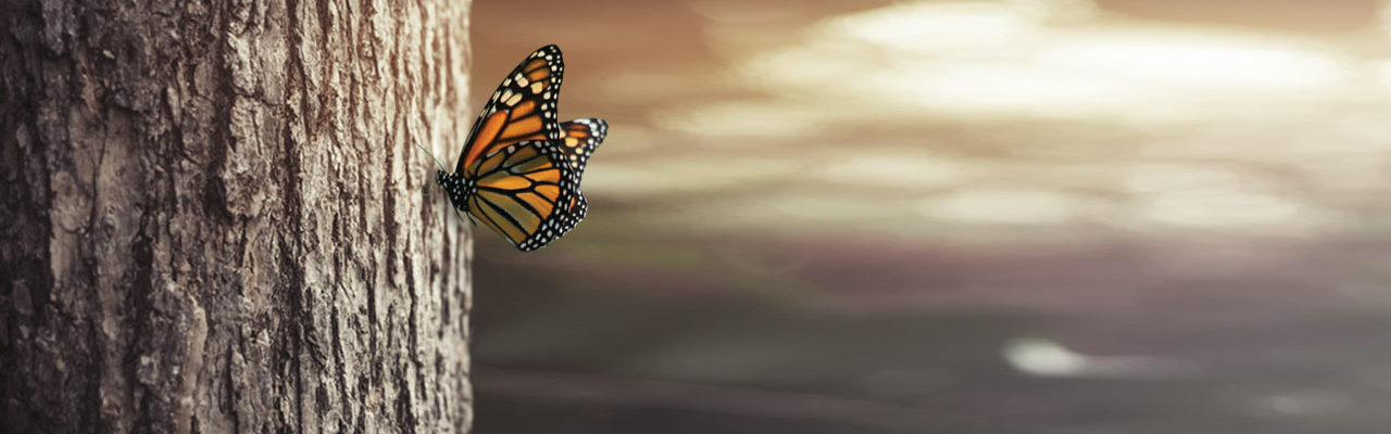farfalla natura